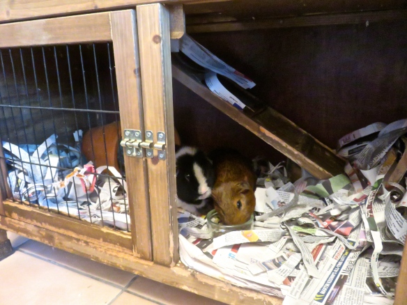 Guinea pigs inside