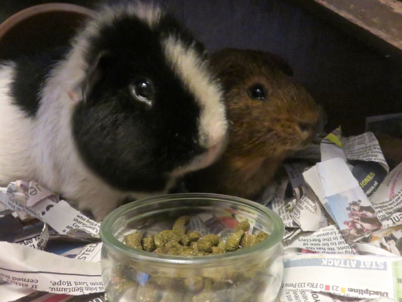 Guinea pigs Monty & Louis