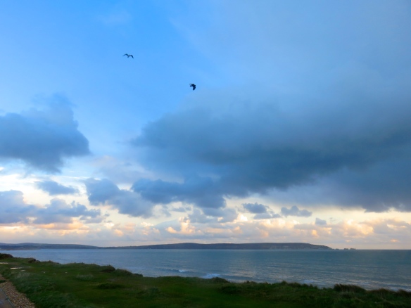 Gull and crow over Solent