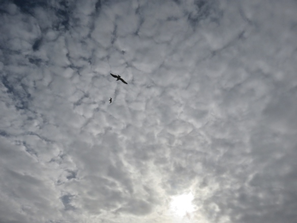 Gulls against clouds