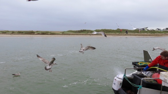 Gulls and fisherman