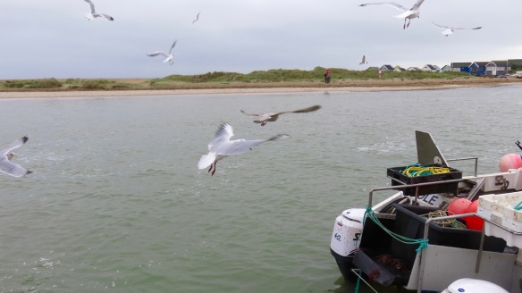 Gulls around boat 3