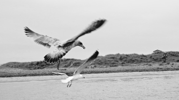 Gulls in flight 1