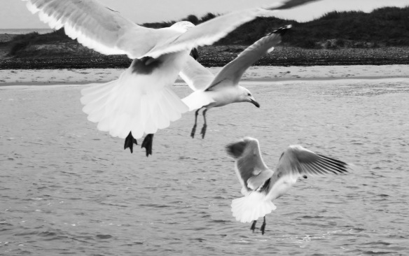 Gulls in flight 2