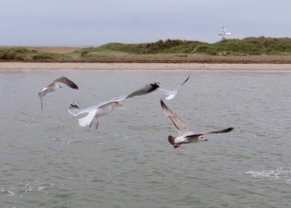 Gulls in flight 4