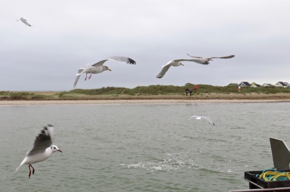 Gulls in flight 5