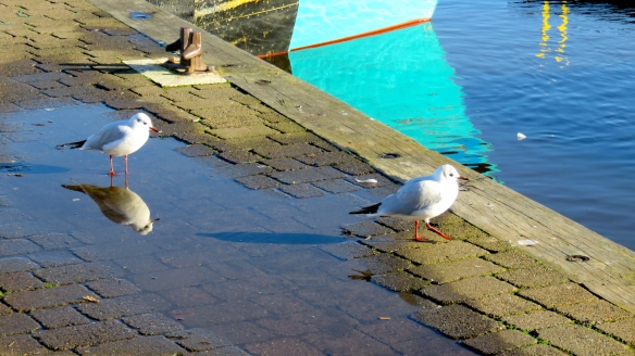 Gulls reflected