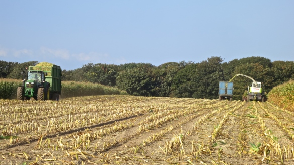 Harvesting maize 1