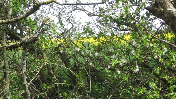 Hawthorn hedge and rape field