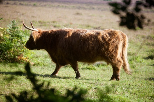 Highland Cow 8