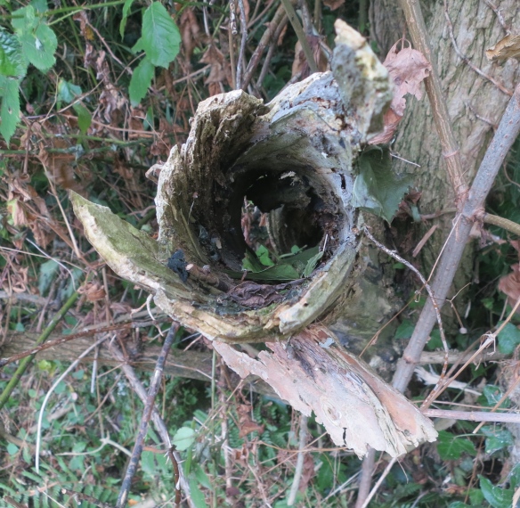 Hollow branch