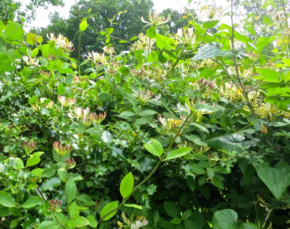 Honeysuckle hedgerow