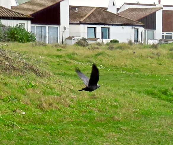 Hooded crow 1