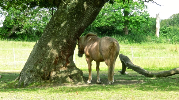Horse and oak