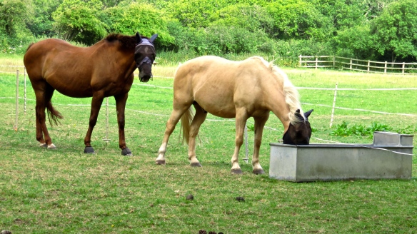 Horses at trough