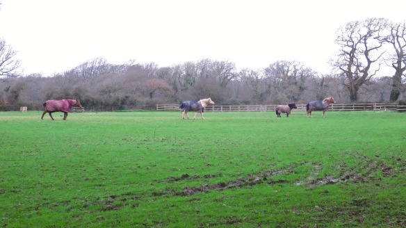 Horses crossing field 1
