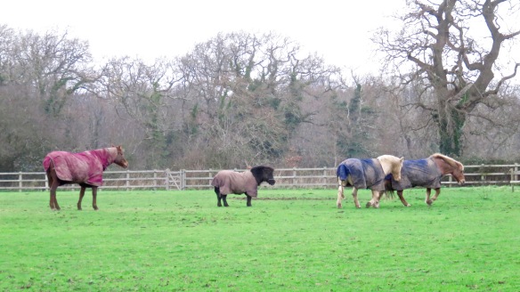 Horses crossing field 2