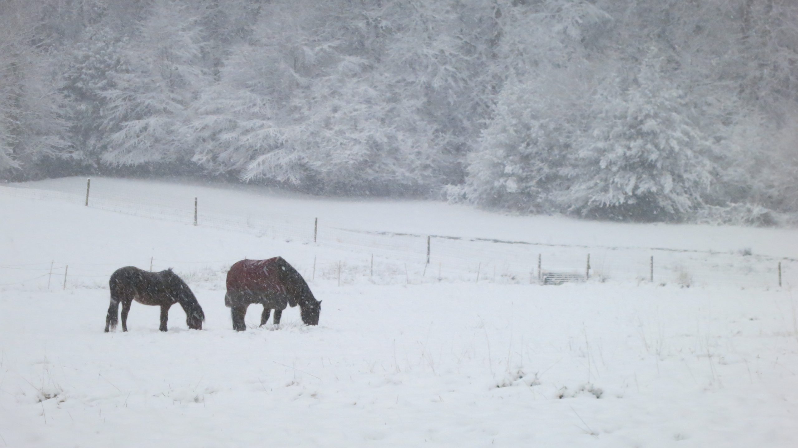 Horses in snow 1.13 (2)