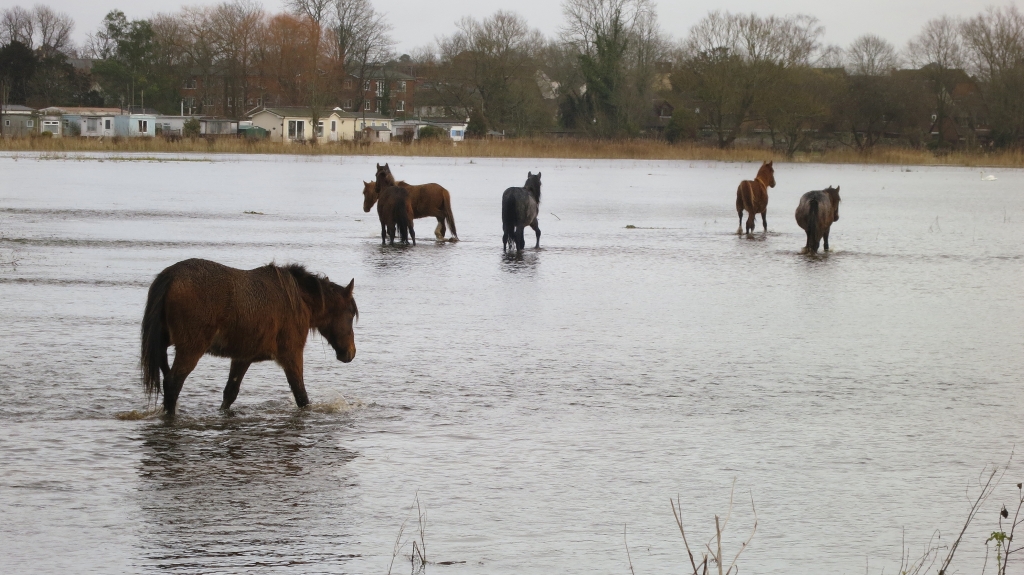 Horses in water 12.12 (3)