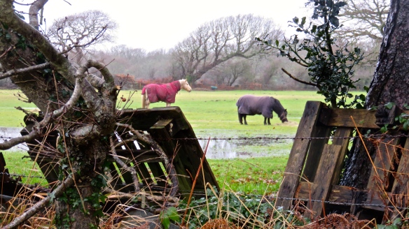 Horses through fence 1