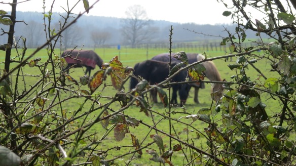 Horses through hedge