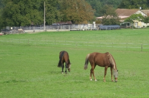 Horses with eyeshades