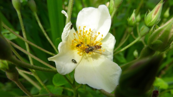 Hoverfly and beetles on rose Wedding Day
