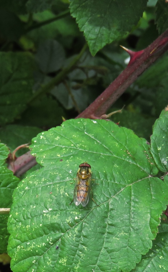 Hoverfly on bramble leaf