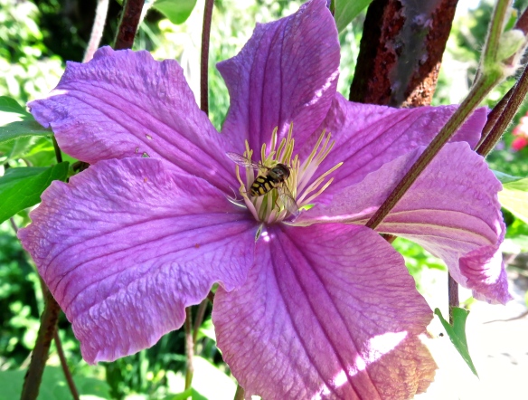 Hoverfly on clematis Comtesse de Bouchard