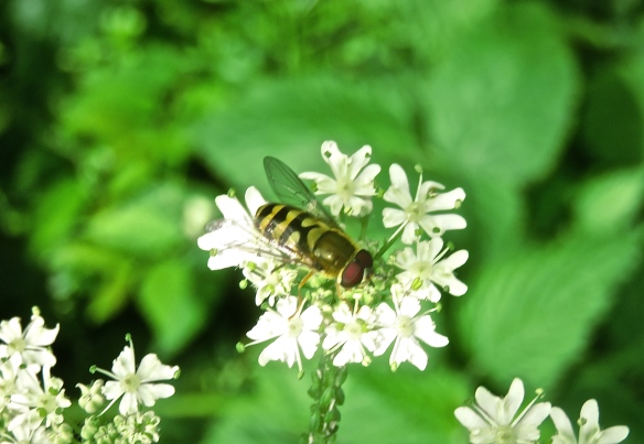 Hoverfly on cow parsley