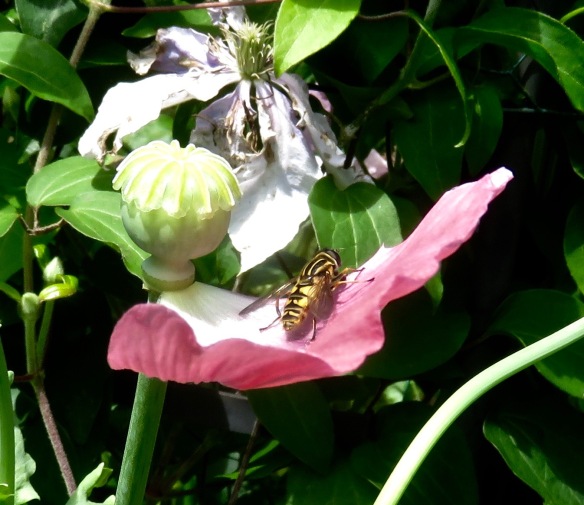 Hoverfly on single poppy petal