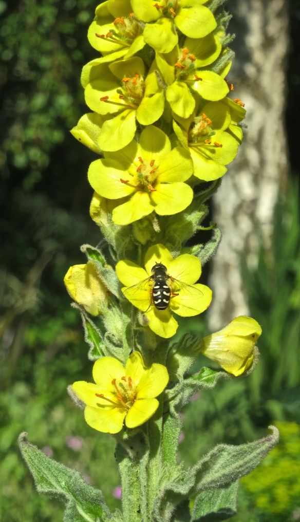 Hoverfly on verbascum
