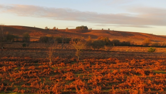 Ibsley Common at sunset