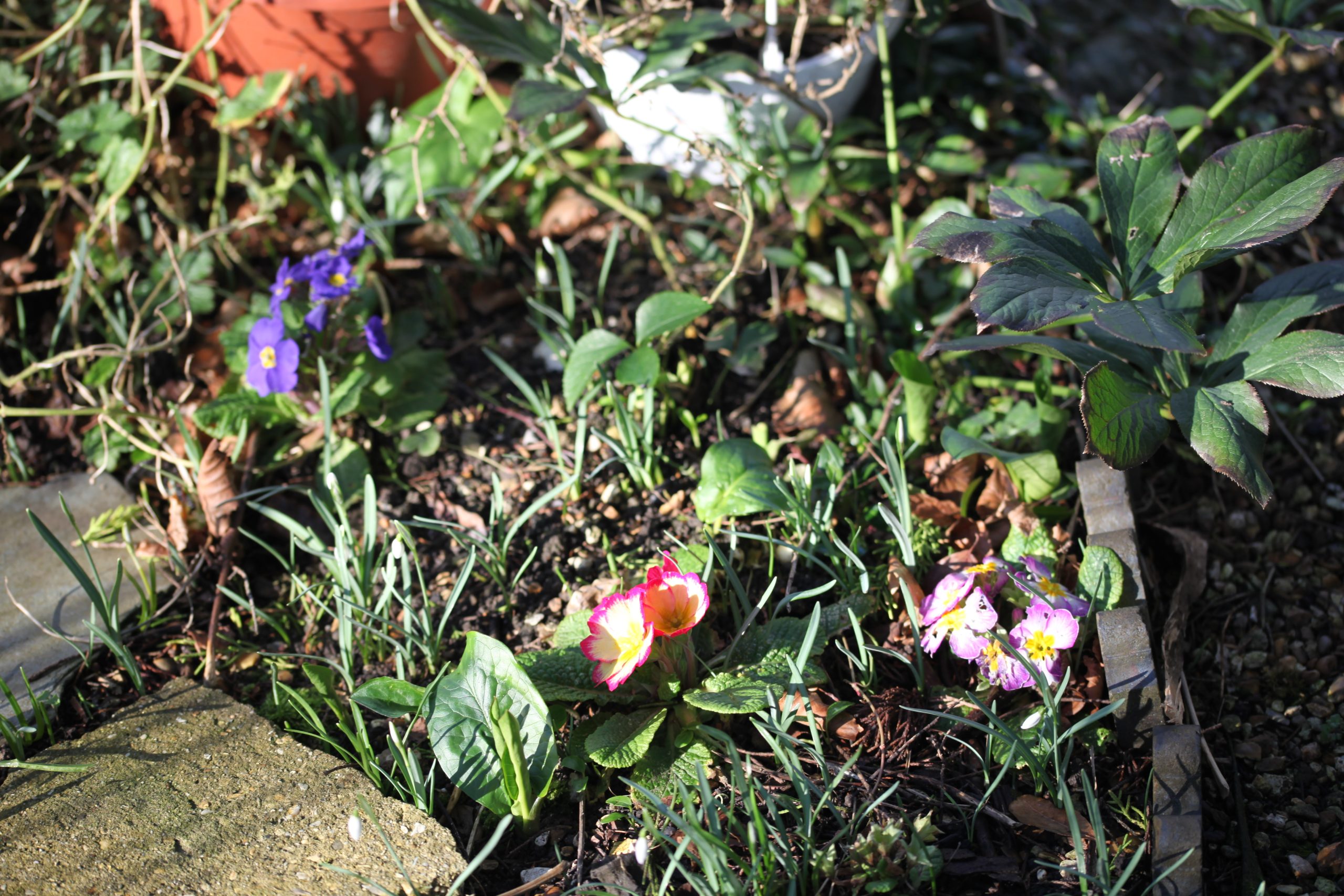 Primulas and snowdrops