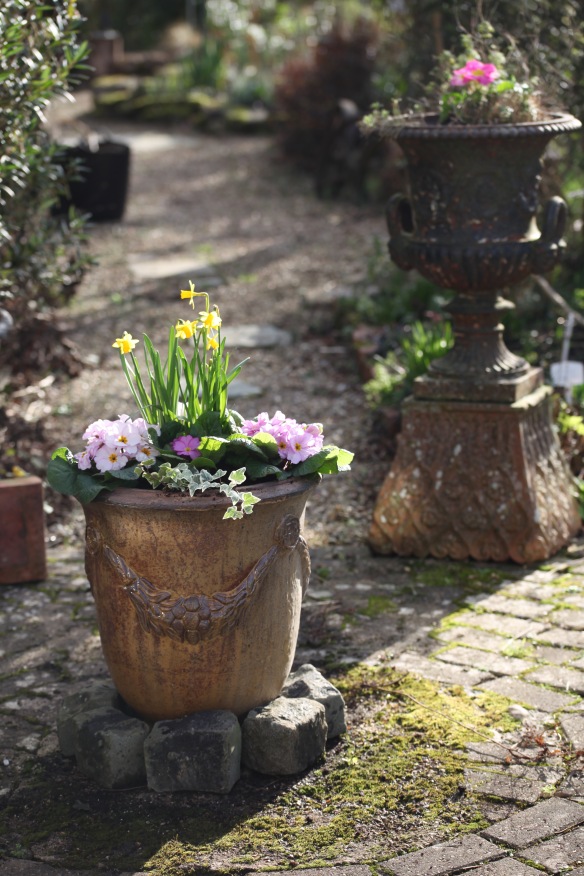 Urns with daffodils, primulas, and ivy