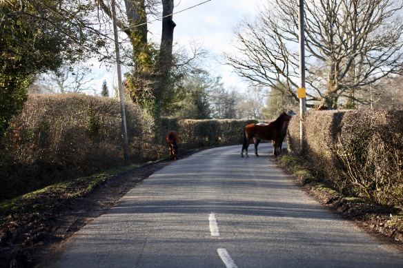 Ponies on road