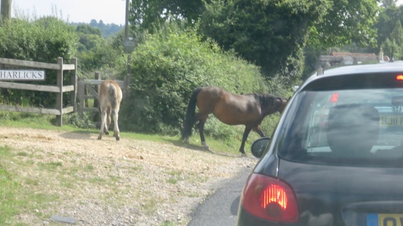 Ponies in traffic 5