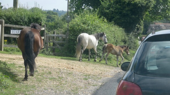 Ponies in traffic 6