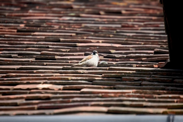 Sparrow on roof