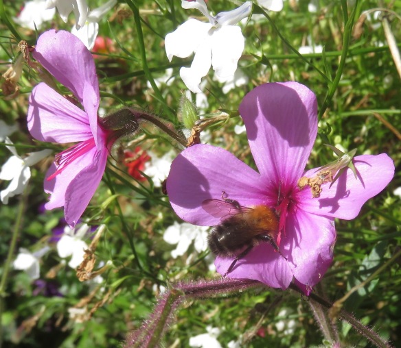 Bee on geranium palmatum