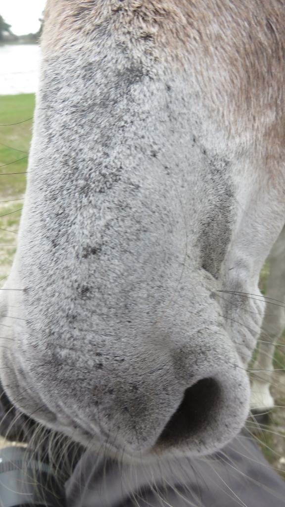 Donkey close-up 2