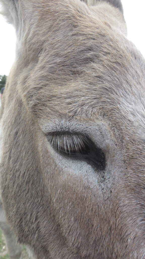 Donkey close-up 1