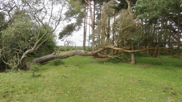 Fallen tree 1
