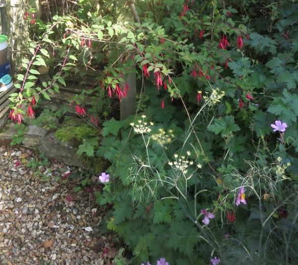 Fuchsia and fennel in Elizabeth's Bed