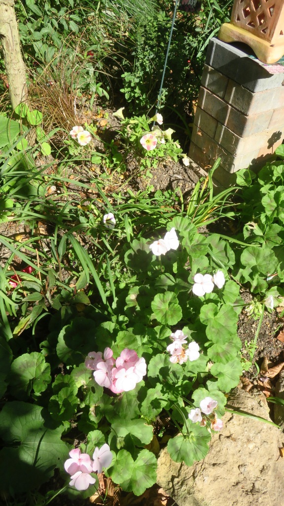 Geraniums and petunias