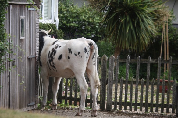 Cow investigating garden