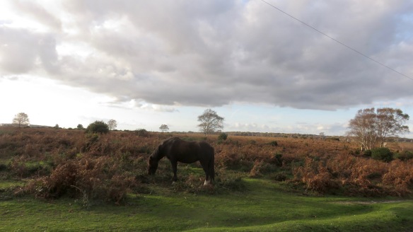 Pony in landscape