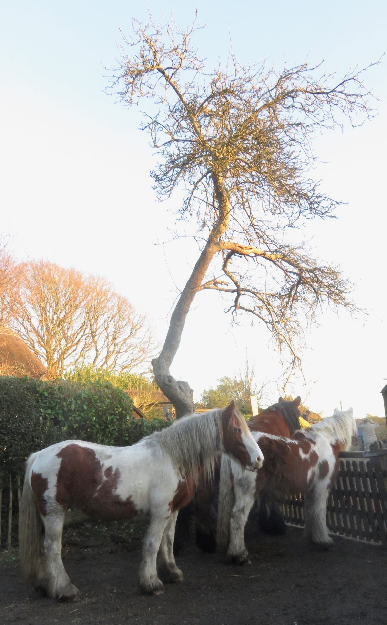 Farm horses waiting for tea