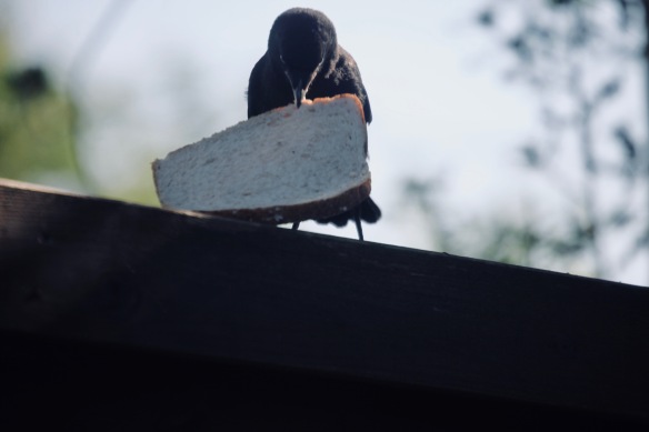 Crow with bread
