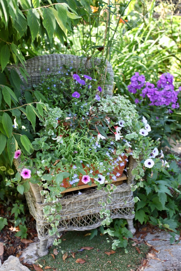 Petunias, begonias etc in cane chair